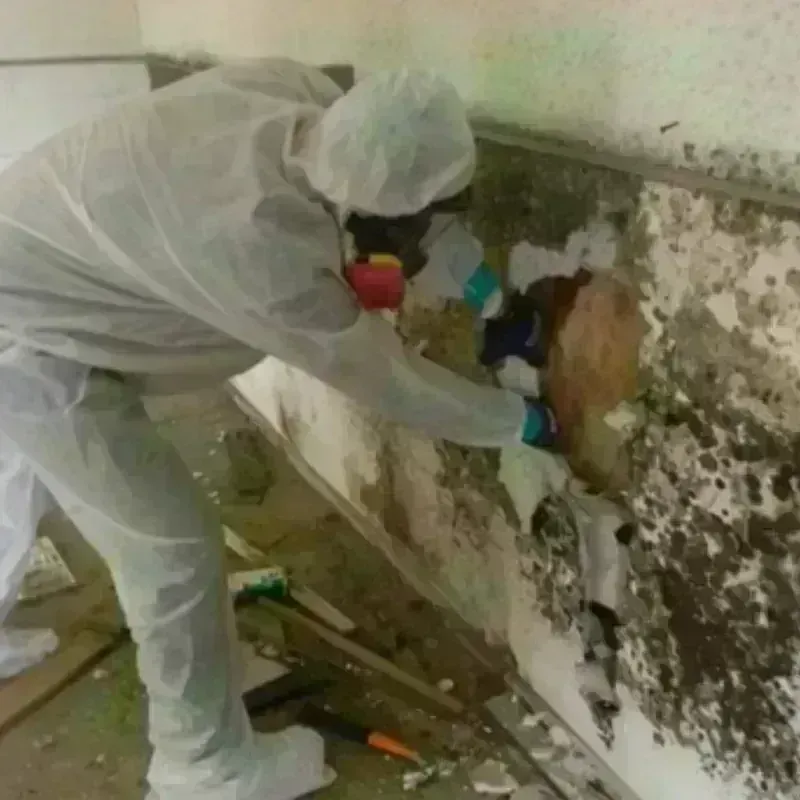 Mold Remediation and Removal in Homosassa Springs, FL